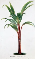 Palma Hyophorbe Amaricaulis (Mauricio) - Lámina botánica