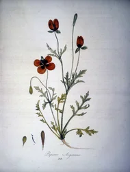 Papaver Argemone (Flor y planta de amapola argemone). Herbario del siglo XIX.