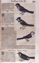 Paseriformes en Historia Animalium de Conrad Gesner (1516 - 1565), Tiguri