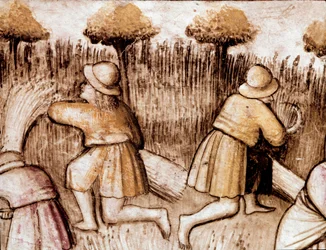 Campesinos segando trigo. Miniatura del códice 212 (o códice padovano o Biblia de Padua) 1390-1400 Rovigo, Accademia dei Concordi