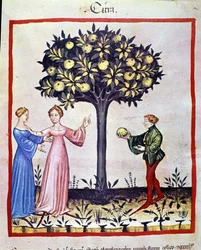 Recolección de cidra, fruto del cidro. Iluminación del libro de medicina y dietética “Tacuinum sanitatis”