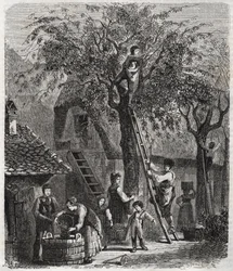 Recolección de cerezas - grabado de 1860