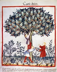 Recolección de cerezas. Iluminación del tratado de medicina y dietética “Tacuinum sanitatis”