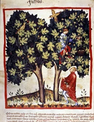 Recolección de higos. Iluminación del tratado de medicina y dietética “Tacuinum sanitatis”