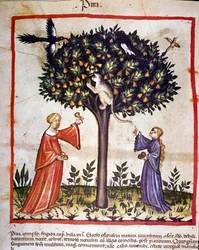 Recolección de peras. Iluminación del tratado de medicina y dietética “Tacuinum sanitatis”