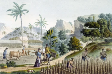 Pillando y plantando arroz en la Isla de Guam (Micronesia)
