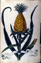 Piña. Lámina botánica del siglo XIX.