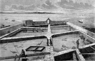 Piscicultura en Concarneau. Grabado de 1860