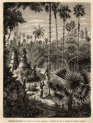 Plantación de palmeras borassus en Laos y recolección de vino de palma, que no es otra cosa que la savia del árbol incisa, el líquido se recoge en un bambú, y el tronco se transforma en una verdadera escala, mediante pequeñas tiras de ratán, en las que la