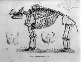 Prehistoria: esqueleto de mastodonte, mamíferos fósiles (Mas gigantium). Tabla de paleontología del siglo XIX