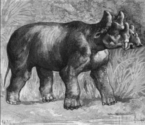 Prehistoria: representación de un mirabile dinoceras, una especie extinta de rinoceronte. Grabado de finales del siglo XIX