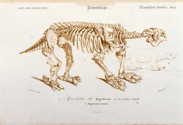 Prehistoria: esqueleto de megaterio (perezoso terrestre de la familia de los elefantes) mamífero fósil. Placa de paleontología tomada de “Dictionnaire universel d