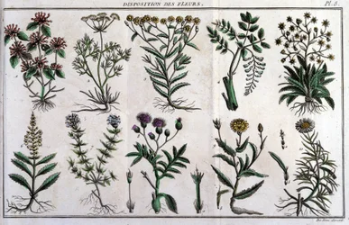 Provisiones de flores: en “Flora Françoise, o una breve descripción de todas las plantas que crecen naturalmente en Francia, arregladas según un nuevo método de análisis al que adjuntamos la cita de sus virtudes menos equívocas en medicina y su utilidad en