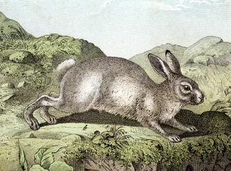 Conejo - en “Historia Natural de los Mamíferos”, ed. Schreiber
