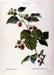 Frambuesa y fruta: lámina botánica del siglo XIX.