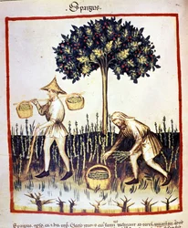 Recolección de espárragos. Iluminación del “Tacuinum sanitatis”