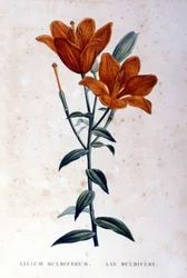 Lirio bulboso rojo. Grabado del siglo XIX.