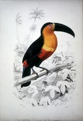 Representación de un tucán, ave de América del Sur. Grabado del siglo XIX.