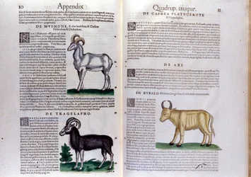 Representación de ovejas, búfalos... - en Historia Animalium de Conrad Gesner (1516 - 1565), Tiguri