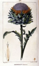 Representación de la alcachofa común. Lámina botánica del siglo XIX.