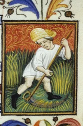 Representación del mes de junio. Un campesino segando trigo verde. Miniatura de un manuscrito del siglo XIV.