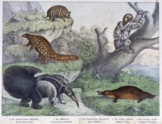 Roedor: Tatú, perezoso, hormiga - en “Historias naturales de mamíferos”, ed. Schreiber