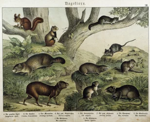 Roedor: ardilla... - en “Historias naturales de mamíferos”, ed. Schreiber