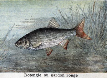 Rotengle o cucaracha roja Grabado de 1898