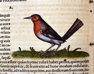 Rojo según la Historia Animalium de Conrad Gesner, Zúrich 1560. Biblioteca Nazionale Braidense, Milán
