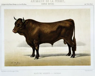 Toro de raza Salers - en “Animales de granja”