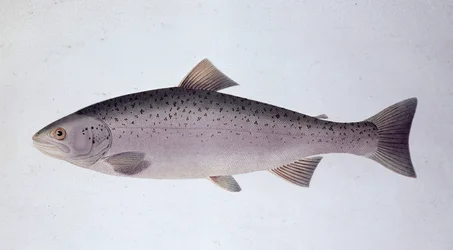 Trucha salmón - Lámina de historia natural