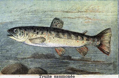 Trucha de salmón grabado de 1898