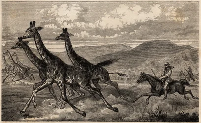 Samuel W. Baker cazando jirafas en África Central en la región del Alto Nilo