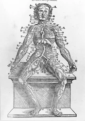 Sección de un cuerpo humano de “Descripción anatómica de todas las partes del cuerpo humano” de W. H. Ryff. Impreso en París en 1545