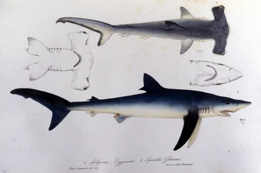 Tiburones: tiburón martillo y tiburón azul