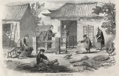 Producción de seda en China y las diversas etapas de fabricación.