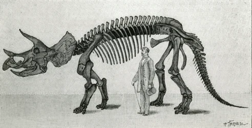 Esqueleto de un Triceratops prorsus