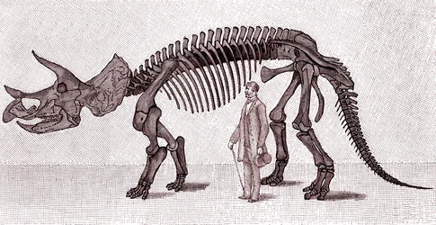 Esqueleto de un Triceratops prorsus