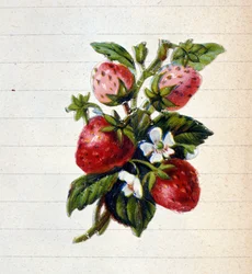 Fresas. Cromolitografía del siglo XIX.