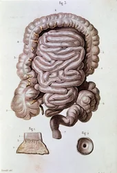 Estudio del intestino humano (intestino delgado y duodeno) (grabado)