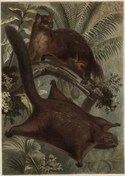 Taguan (Ardilla voladora) (familia Sciuridae) - Ardilla (ardilla voladora) - grabado de "La vida de los animales" de Alfred Edmund Brehm (1829-1884)