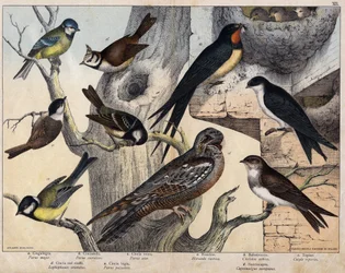 Las 5 aves de la izquierda - a: Carbonero común (Parus major), b: Herrerillo común (Parus coreulus), c: Carbonero garrapinos (Parus ater), d: Herrerillo capuchino (Lopophanes cristatus), e: Carbonero palustre (Parus palustris). Las 4 aves de la derecha