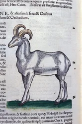 El íbice en Historia Animalium por Conrad Gesner (1516 - 1565), Tiguri