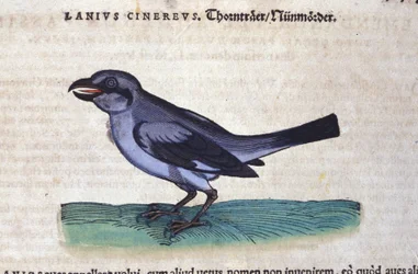 El Alcaudón en Historia Animalium de Conrad Gesner (1516-1565), Tiguri