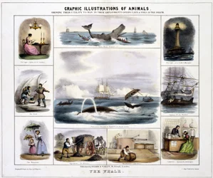La ballena", hacia 1845