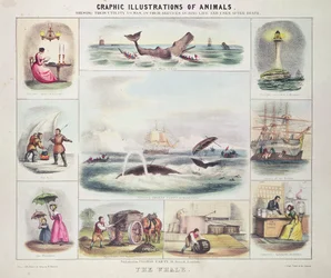 La ballena, de Graphic Illustrations of Animals, diseñado y grabado por W. Hawkins, pub. por Thomas Varty (grabado)