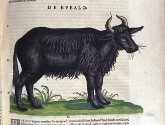 El búfalo según Historiae animalium de Konrad Gesner, Tiguri