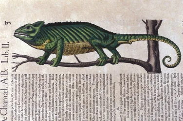 El camaleón de Historiae animalium por Konrad Gesner, Tiguri