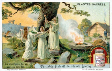 La recolección de muérdago por los druidas - Etiqueta publicitaria de Liébig. Cromolitografía siglo XIX