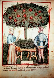La colección de la Mejorana Iluminura del ordeño de medicina y dietética "Tacuinum sanitatis" después del ordeño de medicina "Kitabtaqwim as-sihha" por Ibn Butlan